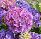 Boeren Hortensia