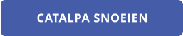 CATALPA SNOEIEN