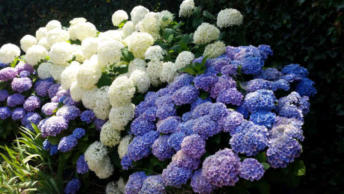 Hortensia's 