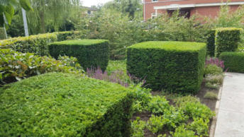 Taxus blokken