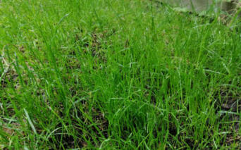 Jong ontkiemd gras