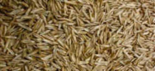 graszaad