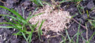 graszaad tussen het gras