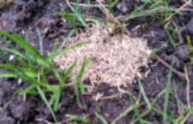 graszaad tussen het gras