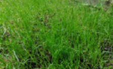 Jong ontkiemd gras