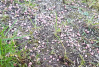 Mestkorrels in gazon