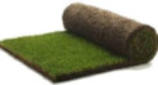 Graszoden