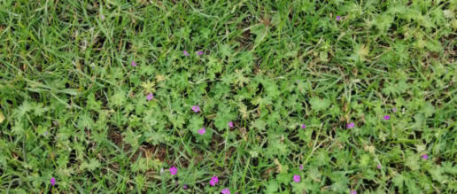 Bosgeranium