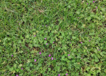 Bosgeranium