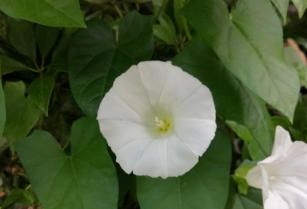 Bloem van Haagwinde