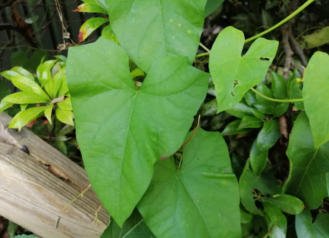 Haagwinde blad