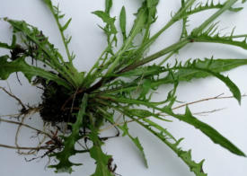 Wortels en blad Biggekruid