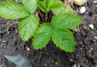 Grote Weegbree