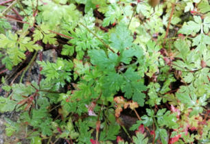 Grote Weegbree