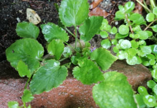 Grote Weegbree