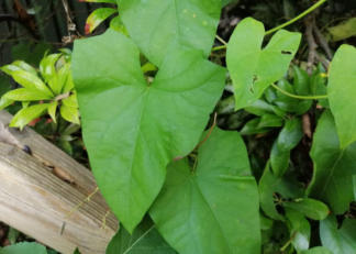 Haagwinde blad