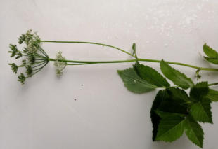 Grote Weegbree