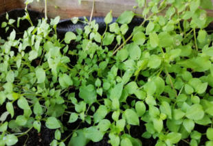 Grote Weegbree