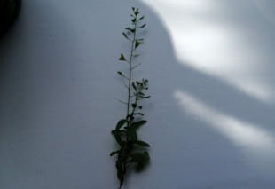 Grote Weegbree
