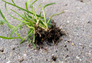 Grote Weegbree
