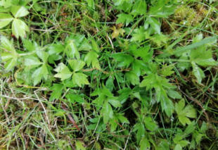Grote Weegbree
