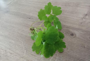 Grote Weegbree