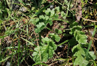 Grote Weegbree