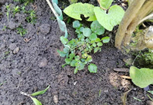Grote Weegbree