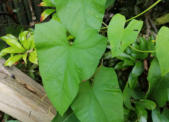 Haagwinde blad