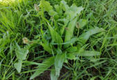 Grote Weegbree