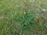 Paardenbloem in het gazon