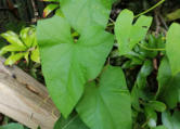 Haagwinde blad