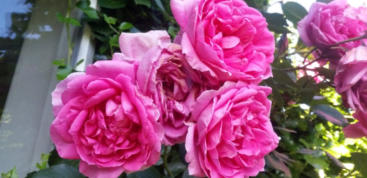 Roze rozen