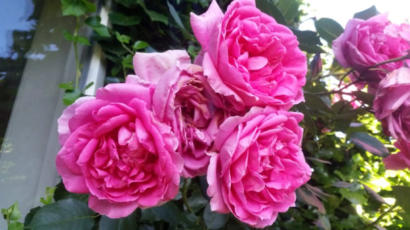 Roze rozen