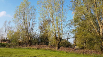 Wilgen in de lente