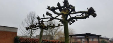 Gesnoeide Plataan