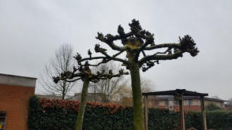Gesnoeide Plataan