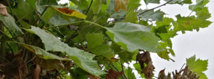 Plataanblad