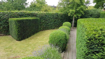 Zeer mooi strak te snoeien: De Taxus