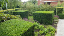 Taxus blokken 