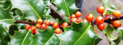 Aanschaf taxus