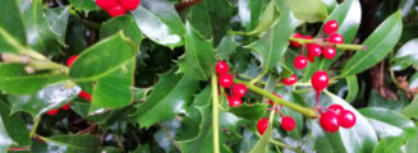 Aanschaf taxus