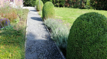 Buxusstruik als onderbreking van je tuin