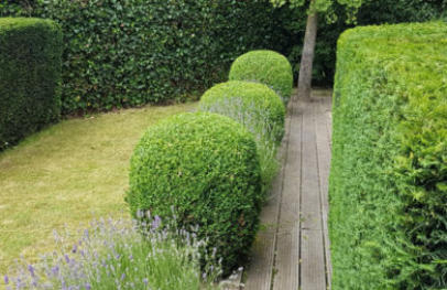 Zeer mooi strak te snoeien± De Taxus