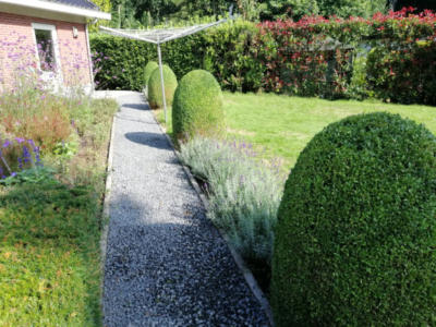 Buxus pilaar