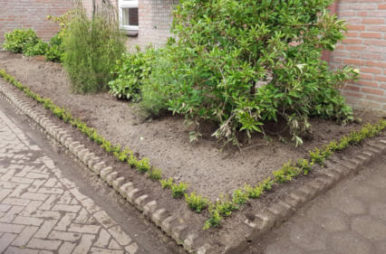 Aangeplante Ilexhaag