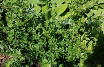 Ilex blaadjes lijken op de Buxus...