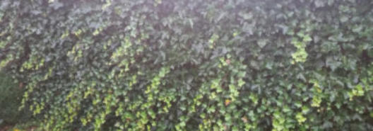 Aanschaf taxus