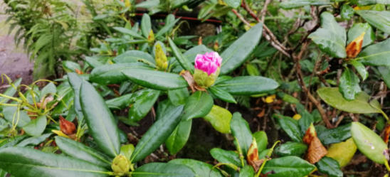 Rhodo met bloem