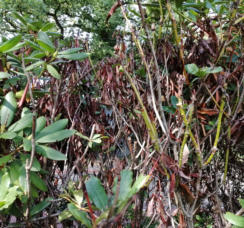 Door hitte aangetaste Rhodo